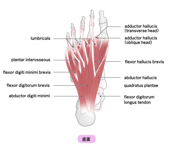 Illustration of foot anatomy highlighting abductor hallucis and surrounding muscles.