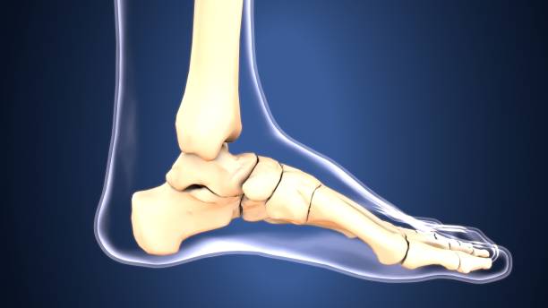 Illustration showing the bones of the foot in a side profile.